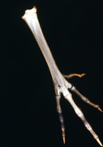 Chicken Foot