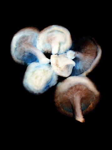 Mushrooms 1