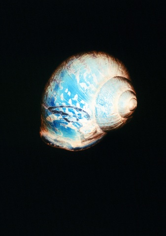 Garden Snail Shell
