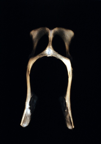 Cat Pelvis
