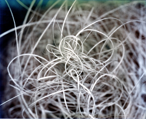 Bird Nest 1