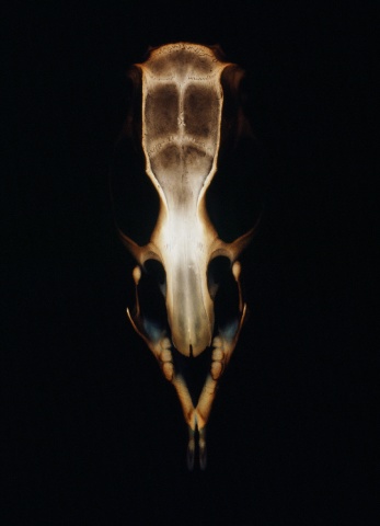 Rat Skull with Jawbone 1