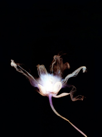 Dahlia