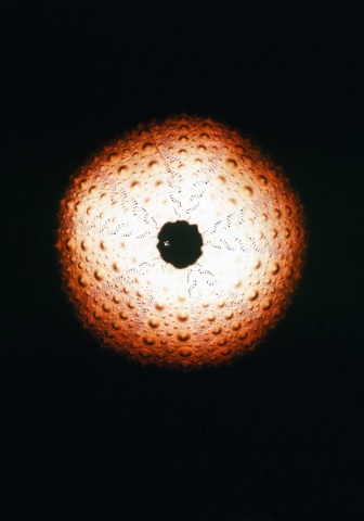 Urchin Shell