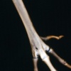 Chicken Foot