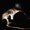Guinea Fowl Skull