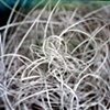 Bird Nest 1