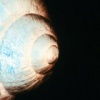 Garden Snail Shell