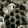 Wasp Nest 1