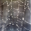 Dewy Web