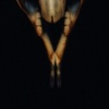 Rat Skull with Jawbone 1