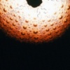 Urchin Shell