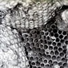 Wasp Nest 2