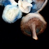 Mushrooms 1