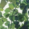 Leaves 2005