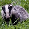 Special Badger