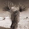 Yucca Trio, White Sands