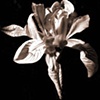Photographs