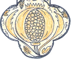 BURSTING POMEGRANATE