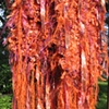 I_RUSTY ORANGE SHAGGY SCARF FRINGE