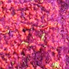 H_CORAL BASE W/ PURPLE LASH
