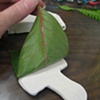 TAKING LEAF IMPRESSION