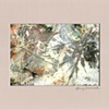 LEAF SERIES PRINT 7