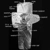 Impressions Identified on Bishop Rickel's Cross