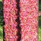 G_BRICK RED, GOLDEN BROWN, PURPLEY PINK