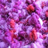 X_PINK, RED, PURPLE CLOSE