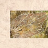LEAF SERIES PRINT 2