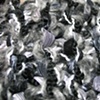 T_BLACK, WHITE, GRAY CLOSE