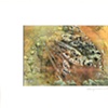 LEAF SERIES PRINT 6