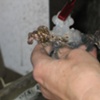 ULTRASONIC MACHINE AND SCRUBBING 