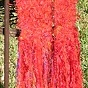 N_RED ON RED