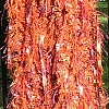 I_RUSTY ORANGE SHAGGY SCARF