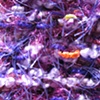 PURPLE CLOSE UP