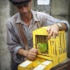 bird fortune