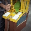 bird fortune 2