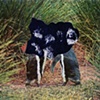 Tall Grass