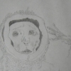 sam the rhesus monkey, 1959