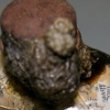 chewed and spat new testament