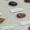 fossilized amber