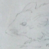 mouse, 1950