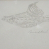 swordtail fish, 1998