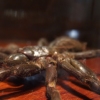 idi amin's spider