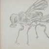 fruit flies, 1960