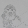 baker the squirrel monkey, 1959