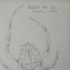 arabella the orb weaver, 1973