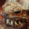 richard nixon's toad
